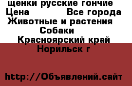 щенки русские гончие › Цена ­ 4 000 - Все города Животные и растения » Собаки   . Красноярский край,Норильск г.